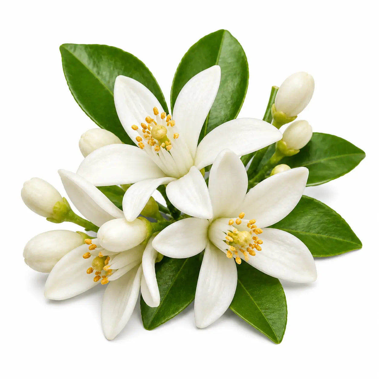 MetaobjectDrop fragrance note
